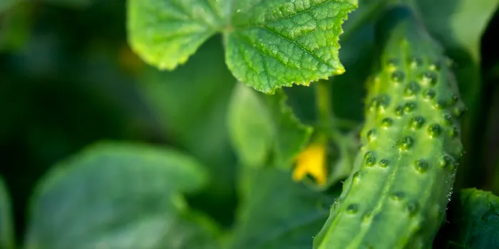 Test de cultură generală. Castraveții sunt fructe sau legume?