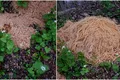 Mister într-o pădure din SUA. Sute de kilograme de paste făinoase au fost găsite