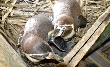 Doi pinguini gay au adoptat un ou abandonat şi în prezent cresc împreună puiul (FOTO)