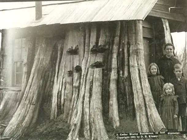Casele coloniştilor din zona Pacificului de Nord-Vest au fost construite pe buştenii abandonaţi de companiile forestiere