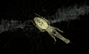 Cum își țes păianjenii pânza pe întuneric? Inteligența artificială a dezvăluit detalii fără precedent