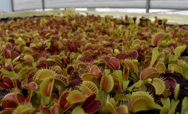 Cum își prinde prada planta Venus flytrap? Cercetătorii au găsit răspunsul