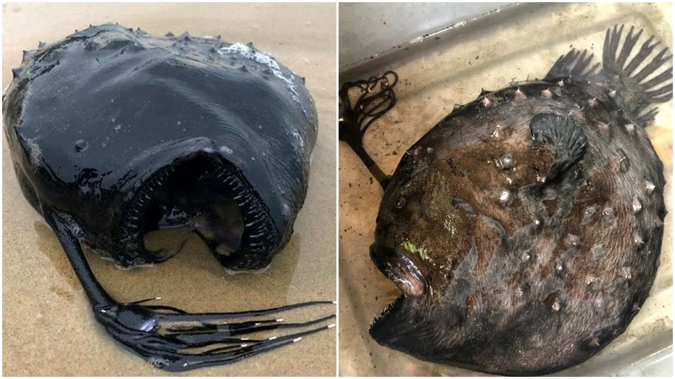 Un pește rareori văzut de oamenii de știință, descoperit eșuat pe o plajă din California