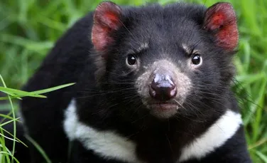 Modul surprinzător în care evoluează diavolii tasmanieni. Ei devin imuni la o boală deosebit de gravă