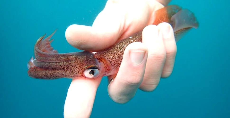 Un calamar „rătăcit” le-a atras atenția cercetătorilor de la Universitatea Stanford
