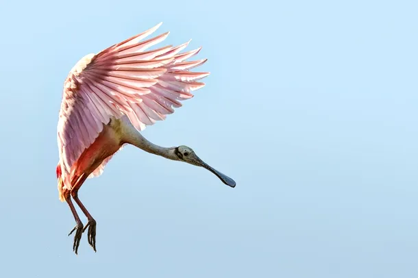 Aripile asimetrice, cu un aranjament specific de pene, permit păsărilor să învingă atracţia gravitaţională şi să se înalţe în zbor.