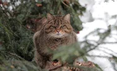 Fotografia zilei – Wildlife România