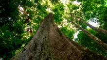 Arborii din pădurea amazoniană au devenit tot mai „grași” în ultimii 30 de ani