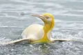 Un pinguin rar de culoare galbenă observat în Georgia de Sud nu poate fi explicat de cercetători