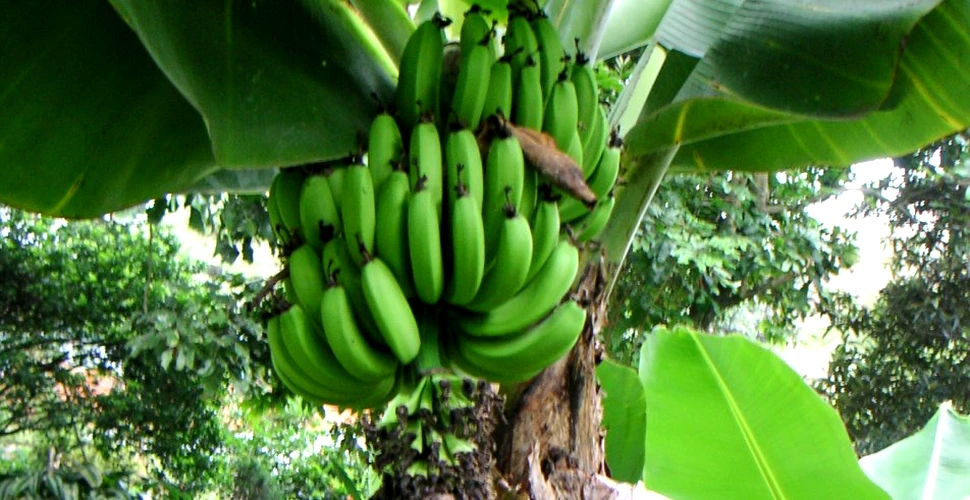 Banane în loc de cartofi: schimbările climatice ar putea modifica profund agricultura lumii