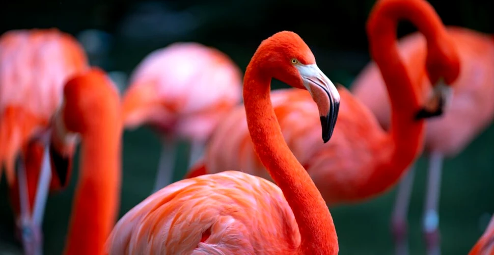 Test de cultură generală. De ce păsările flamingo sunt roz?