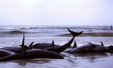 Confirmat: tehnologia umană este „vinovată” de naufragiul şi moartea a sute de delfini şi balene