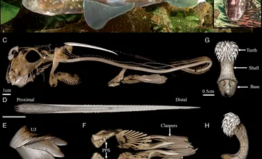 Motivul ciudat pentru care rechinilor-fantomă le cresc dinți pe frunte