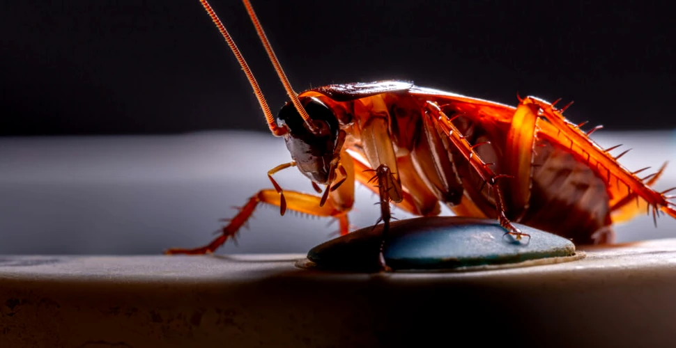 Oamenii de știință japonezi au creat gândacii-cyborg controlați de la distanță