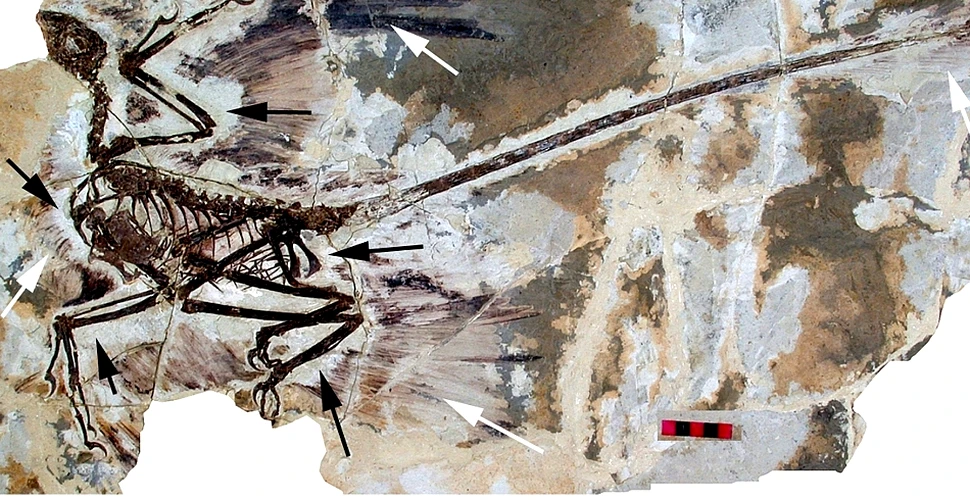 Dinozaur descoperit cu o pasăre în stomac