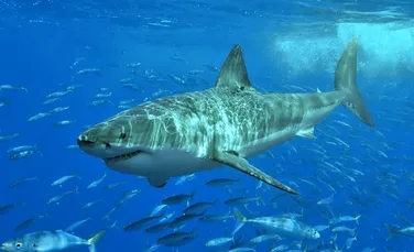 A fost descoperită o nouă specie de rechin în Oceanul Atlantic