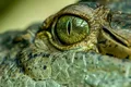 „Regele mlaștinii”, uriașul crocodil care teroriza cândva Australia. Ce au aflat cercetătorii despre această specie
