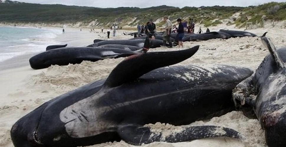 21 de balene au pierit pe o plajă din sudul Australiei. 11 au fost salvate