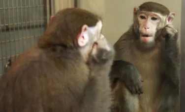 Cum reacţionează o maimuţă atunci când se vede în oglindă?
