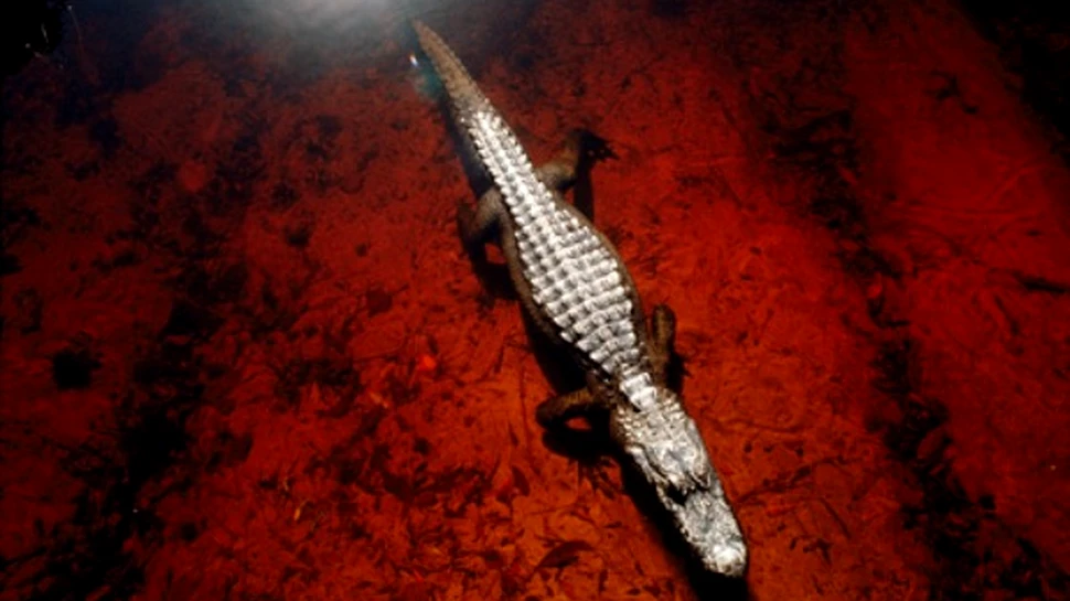 Sangele de aligator, sursa viitoarelor antibiotice