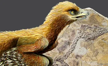 Misterul dispariţiei pasarilor din perioada dinozaurilor se adânceşte în urma unei noi descoperiri