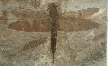 A fost descoperita cea mai veche insecta din lume