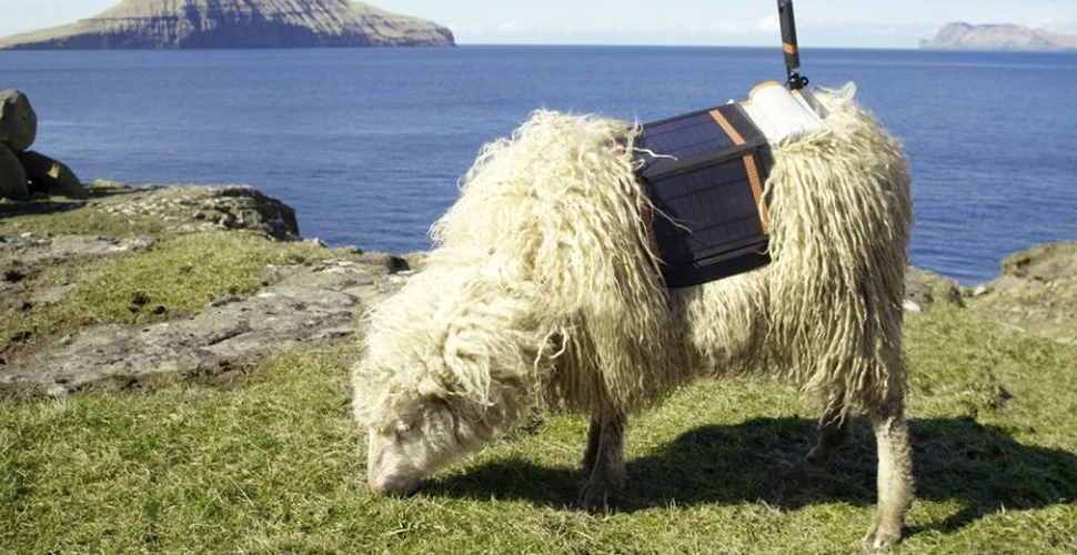 De la Google Street View la Sheep View: Locuitorii insulelor Feroe au montat camere 360 pe oile lor – VIDEO