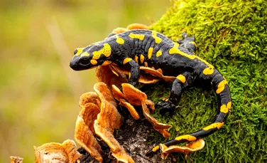 Cercetătorii au aflat de ce unora dintre salamandre le place frigul