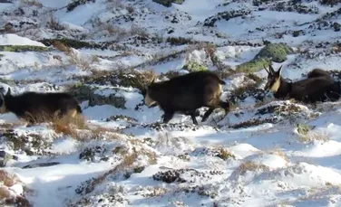 Imagini inedite din Munții Rodnei: Prima experiență a unui ied de capră neagră cu zăpada