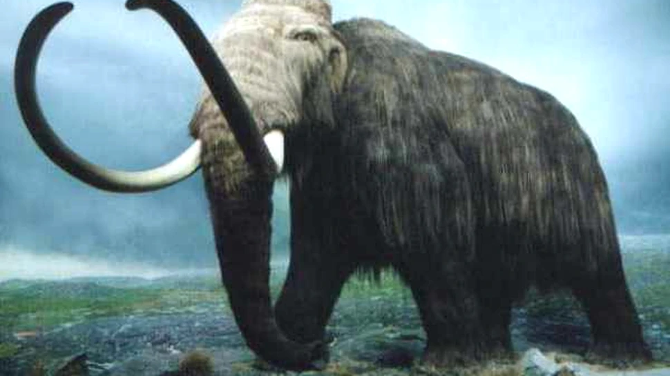 Gravura veche de 12.000 de ani reprezentand un mamut, descoperita in Florida