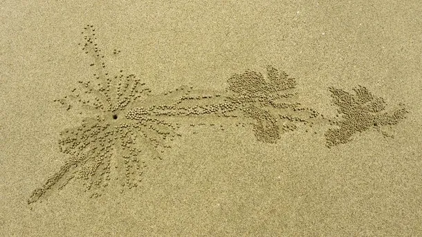 Crabul barbotor de nisip - artistul înnăscut al naturii: 