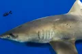 „Fantoma din adâncuri” care ar fi produs cicatrici misterioase pe spatele unui rechin