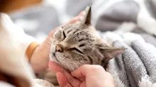 Ce se întâmplă dacă îți îmbrățișezi pisica atunci când ești stresat? Nu te va ajuta mereu!