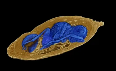 Caz rar de parazitism fosilizat: O viespe a depus ouă în interiorul unei pupe