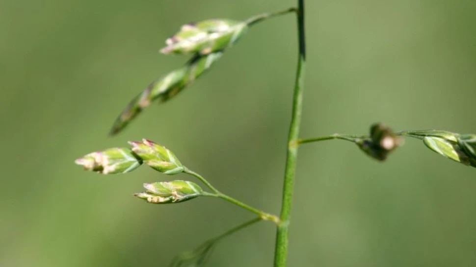 Noi specii de plante şi animale invadează Antarctica