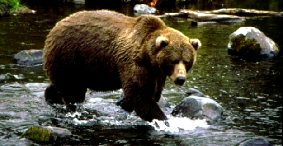 Un singur urs brun mai supravietuieste in Elvetia