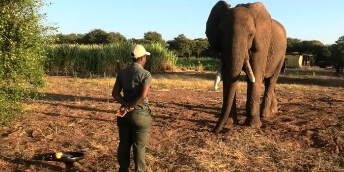 Elefanții folosesc numeroase gesturi pentru a comunica. Ce încearcă să „spună”?