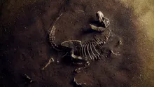 Un dinozaur uriaș a fost descoperit sub un șantier din Brazilia