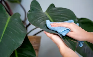 Igiena plantelor: gesturi simple care îți pot salva grădina