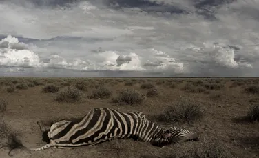 Zebrele dintr-un parc natural din Namibia sunt atrase irezistibil de iarba infectată cu antrax