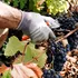Fumul incendiilor de pădure ar putea afecta gustul vinului! Ce spun viticultorii din Franța?