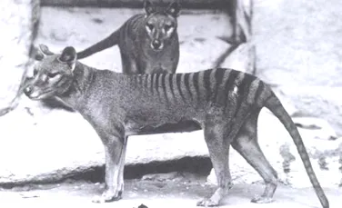 Lup marsupial/tigru tasmanian: noi dezvăluiri despre o specie dispărută