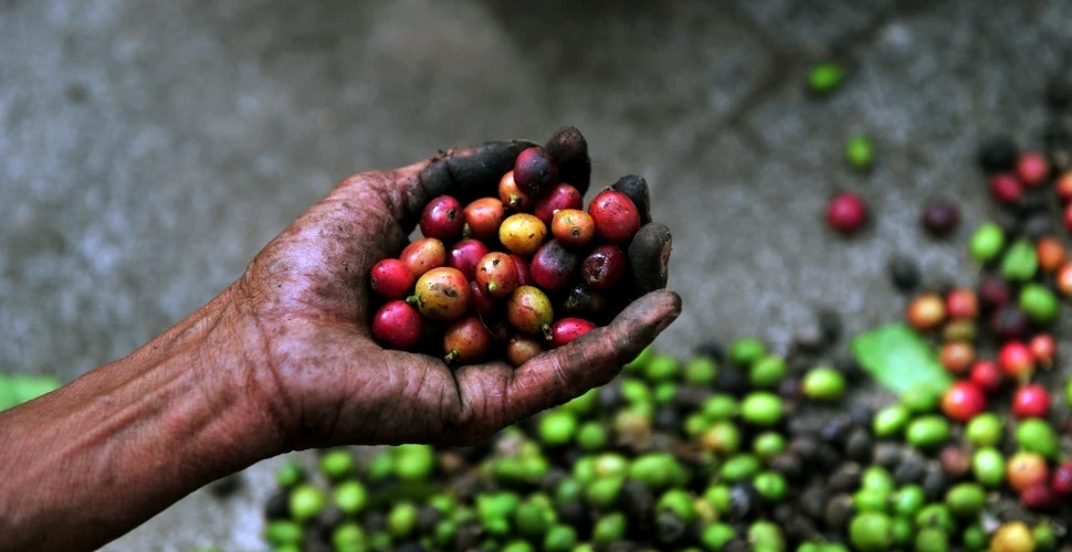 Rămânem fără cafea? O ciupercă devastatoare distruge plantaţiile din America Centrală