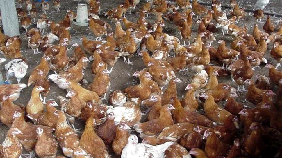 Gripa aviara reizbucneste in Indonezia