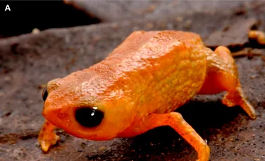 O nouă specie de broască arată ca un dovleac în miniatură