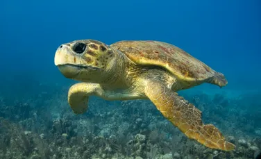 O țestoasă marină pe nume Diana, urmărită cu atenție de cercetători după o călătorie de 6.000 de kilometri