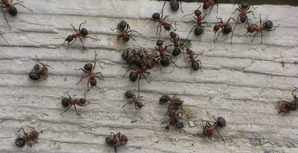 A fost descifrat genomul a doua specii de furnici