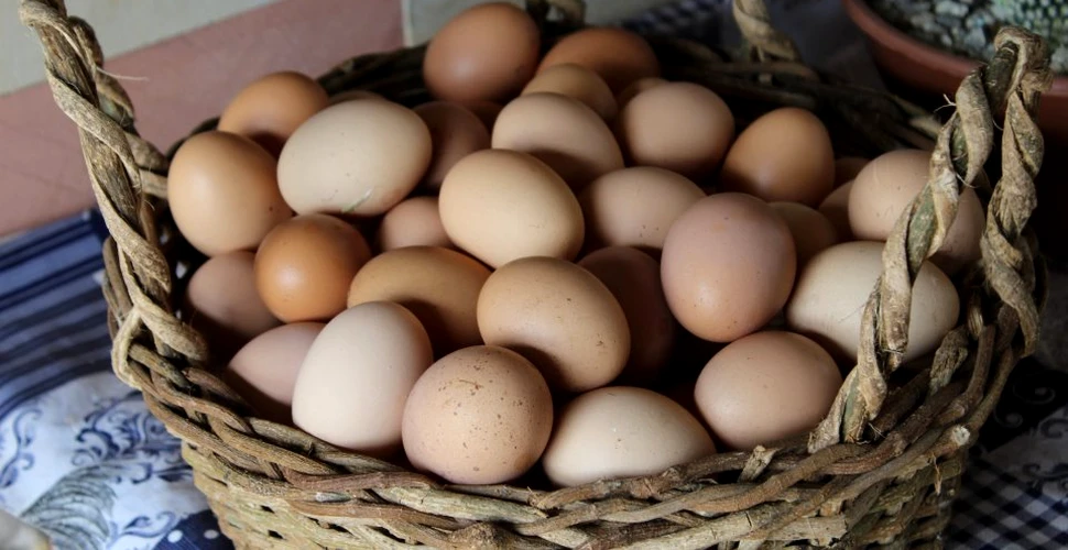 Cojile de ouă, ideale pentru sănătatea oaselor