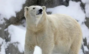 E atât de frig în SUA încât ursul polar de la Zoo Chicago a fost mutat la adăpost!