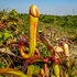 „Nu mai rupeți plantele în formă de penis!”, imploră Ministerul Mediului din Cambodgia